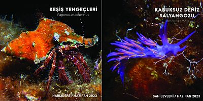 İzmir Körfezi’nde biyolojik çeşitlilik izleme çalışmaları başlıyor